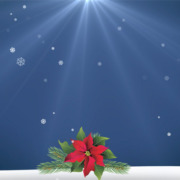 RedPoinsettiaLightSnow